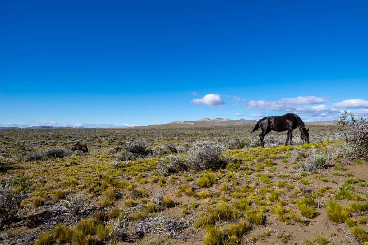 Pampas Holidays in Argentina: A Family-Friendly Guide for UK Travellers 1 Horse grazing in open Pampas landscape in Argentina under wide blue sky